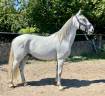 Castrone Lipizzan In vendita 2019 Grigio