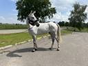 Castrone Cavallo da Sella In vendita 2015 Grigio