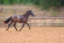 Puledro PRE Andaluso In vendita 2024 Grigio ,  Uno des hounts