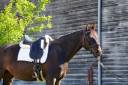 Castrone KWPN Cavallo da Sport Neerlandese In vendita 2018 Baio scuro