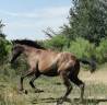 Puledra Lusitano In vendita 2024 Nero