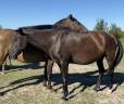 Fattrice Lusitano In vendita 2009 Nero