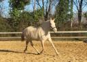 Fattrice Lusitano In vendita 2009 Crema ,  Verdi Sc