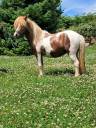Puledra Shetland In vendita 2023 Pezzato ,  GLENFIDDICH D'DELB