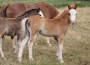 Puledro Welsh Poney (Sezione A) In vendita 2025 Sauro brulé ,  IZ PERFECT DU KRYSTAL