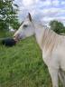 Puledra Appaloosa In vendita 2023 Altro colore ,  Makee Cream Illusion