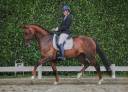 Cavalla KWPN Cavallo da Sport Neerlandese In vendita 2012 Sauro ,  Havel