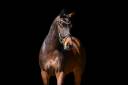 Cavalla KWPN Cavallo da Sport Neerlandese In vendita 2022 Baio ,  Expression