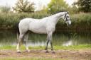 Cavalla AES Anglo European Studbook In vendita 2021 Grigio ,  Cabrio VD Heffinck