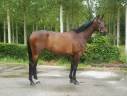 Castrone Sella Francese In vendita 2021 Baio ,  Armitages Boy