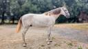 Intero PRE Andaluso In vendita 2023 Grigio ,  FER BAGO