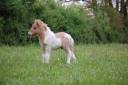 Puledro Shetland In vendita 2025 Pezzato ,  JACKPOT BRYARD