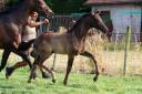 Puledro KWPN Cavallo da Sport Neerlandese In vendita 2025 Nero ,  GLAMDALE
