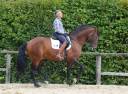 Castrone Lusitano In vendita 2015 Baio ,  Damasco