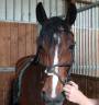 Castrone sBs Cavallo da Sport Belgio In vendita 2020 Baio