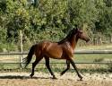 Intero Lusitano In vendita 2022 Baio ,  Berlioz du Castel
