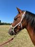 Cavalla PFS Pony Francese da Sella In vendita 2022 Baio