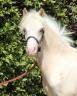 Puledro Welsh Poney (Sezione A) In vendita 2024 Palomino ,  CANNENBURGH'S JAAP