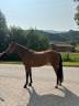 Cavalla Welsh Part Bred In vendita 2022 Baio ,  No Records.