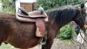 Sella western   16.5" - 2010