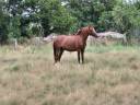 Castrone PFS Pony Francese da Sella In vendita 2023 Sauro ,  Jingle star kerveyer