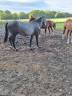 Castrone BWP Cavallo da Sangue Belgio In vendita 2023 Grigio ,  Colorit z 