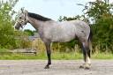 Castrone sBs Cavallo da Sport Belgio In vendita 2021 Grigio ,  chacco white