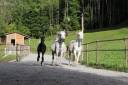 Proprietà equestre In vendita Ain
