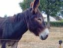 Asno Bourbonnais In vendita 2019 Roano