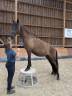 Cavalla PRE Andaluso In vendita 2022 Nero ,  HER ARAN II