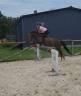 Castrone PFS Pony Francese da Sella Noleggio 2017 Sauro brulé