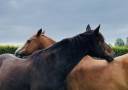 Haras Prynn 