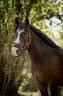 Castrone New Forest In vendita 2018 Baio ,  PORTMORE THUNDER CLOUD