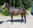 Cavalla PFS Pony Francese da Sella In vendita 2022 Baio ,   OPPLALA ST HYMER