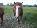 Cavalla Welsh Poney (Sezione C) In vendita 2012 Sauro brulé