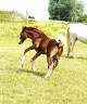 Puledro PFS Pony Francese da Sella In vendita 2025 Sauro ,  Goliath Van de Groenweg