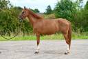 Cavalla KWPN Cavallo da Sport Neerlandese In vendita 2019 Sauro ,  IDEXTRO