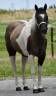 Cavalla Paint Horse In vendita 2015 Paint