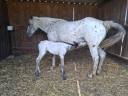 Puledra Appaloosa In vendita 2025 Isabella ,  Makee Cream Illusion