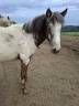 Puledra Appaloosa In vendita 2025 Isabella ,  Makee Cream Illusion