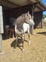 Puledra Appaloosa In vendita 2025 Isabella ,  Makee Cream Illusion
