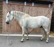 Castrone Camargue In vendita 2014 Grigio