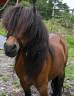 Castrone Shetland In vendita 2016 Baio
