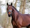 Cavalla KWPN Cavallo da Sport Neerlandese In vendita 2016 Baio ,  DREAM BOY
