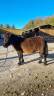 Castrone Shetland In vendita 2019 Baio ,  Texas du Lutzelhof