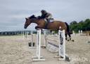 Castrone sBs Cavallo da Sport Belgio In vendita 2016 Baio