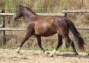 Castrone Welsh Poney (Sezione B) In vendita 2022 Nero ,  HILIN PRINCE RONDO