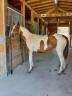 Puledra paint horse