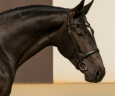 Cavalla Lusitano In vendita 2021 Grigio