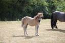Puledro Shetland In vendita 2025 Grullo ,  Artaban des Cles
